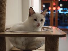 -猫友咖啡店(玉林西路店)
