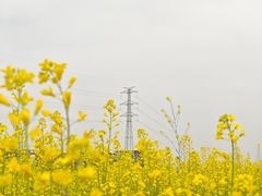 -长洲岛