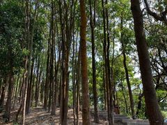 -梧桐山风景名胜区