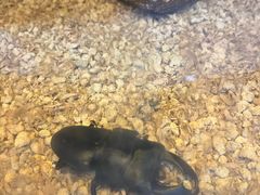 -上海大自然野生昆虫馆