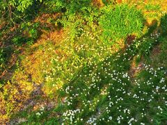 -广州白江湖森林公园