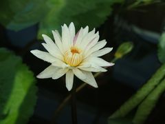 -国家植物园