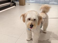 -帕帕拉兹宠物(亚洲旗舰店)