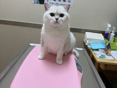 -爱妮康宠物医院·干细胞免疫细胞·肿瘤·心脏(张江店)