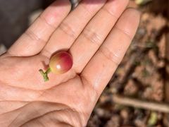 -Torch Coffee 炬点咖啡