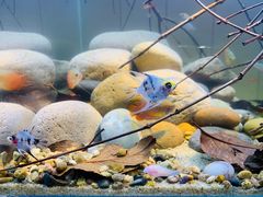 -Rabbit Cafe私房西餐甜点咖啡(栖霞路店)