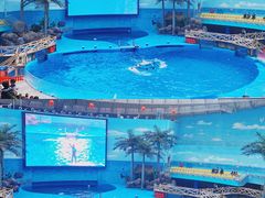 -海合安成都极地海洋公园