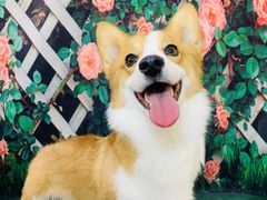 -太原东方动物医院(小店分院)