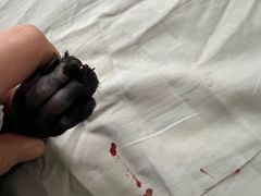 -e嘉宠物店(北大街店)