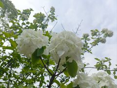 -上海吴淞炮台湾国家湿地公园