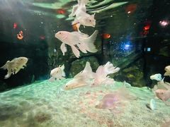 -石家庄海洋公园