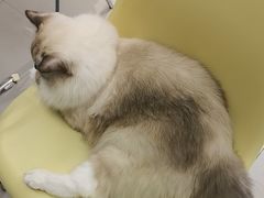 -怪兽屋·羊驼·猫咖·狗咖(俊华广场店)