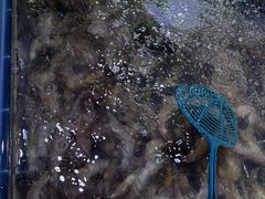 -聚盛源蒸汽海鲜火锅烤肉自助(巨川金海岸购物广场店)