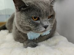 -爱洗澡的猫(望京店)