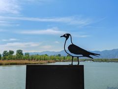 -野鸭湖国家湿地公园