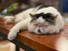 -Cappucimeow猫咪咖啡馆(韦伯时代店)