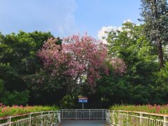 -南宁南湖公园