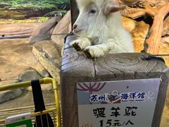 -苏州海洋馆