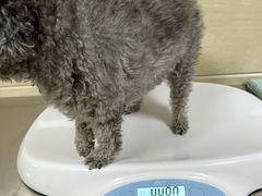 -北京观赏动物医院·24小时大型综合·猫专科·异宠专科