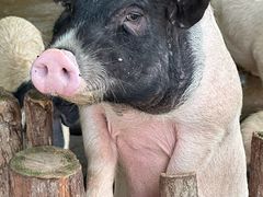 -泉州海丝野生动物世界