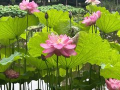 -陈家山荷花公园