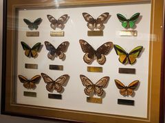 -上海昆虫博物馆