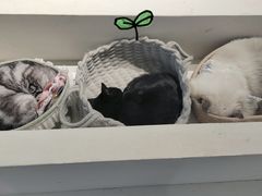 -怪兽屋·羊驼·猫咖·狗咖(俊华广场店)