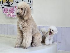 -汪说·狗咖·拼豆·宠物周边DIY(旺城大厦店)