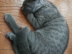 -关爱宠物医院·猫科中心·消化科(滨湖万达分院)