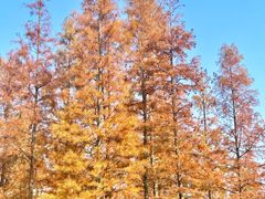 -白鹭湾湿地公园