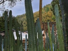 -MOJ coffee(瓯海泽雅水碓坑店)