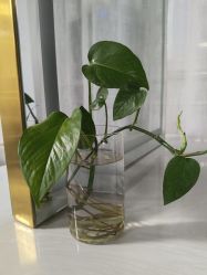 -AM半永久纹眉