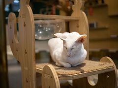 -飞行喵MR PILOT|猫舍·猫咖(静安大融城店)
