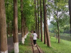 -黄海国家森林公园