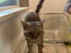 -有猫儿腻咖啡厅.猫咖