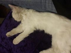 android_upload_pic-Sirena海妖日咖夜酒