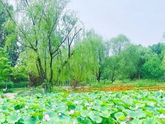 -朝阳公园游乐园