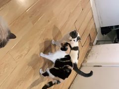 -Cappucimeow猫咪咖啡馆(韦伯时代店)