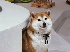 -柴务处·柴犬主题狗咖