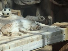 -青藏高原野生动物园