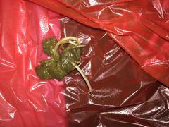 -芭比堂动物医院·24小时·眼科中心(深圳中心)