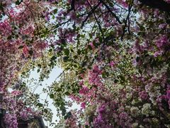 -深圳国际园林花卉博览园