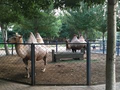 -长白岛森林公园