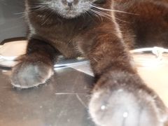 自己家的咖妃-大树餐厅(红旗街万达店)