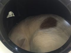 -瑞鹏宠物医院·骨科·猫科·内科(第一中心)