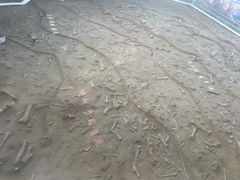 -诸城市恐龙博物馆