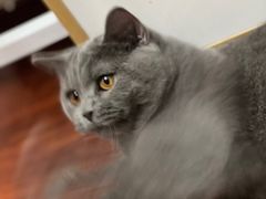 -猫大福·Fortune Cat猫舍(百子湾店)