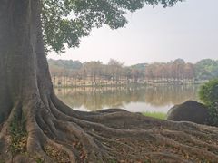 -东莞植物园