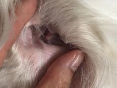 -艾贝尔宠物诊疗