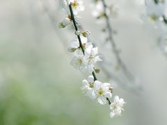 -广州市流溪河国家森林公园